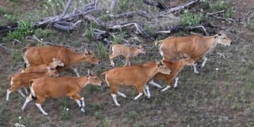 Operațiune spectaculoasă în Cambodgia: 16 bantengi salvați din pădurile amenințate și mutați cu elicopterul într-o rezervație naturală