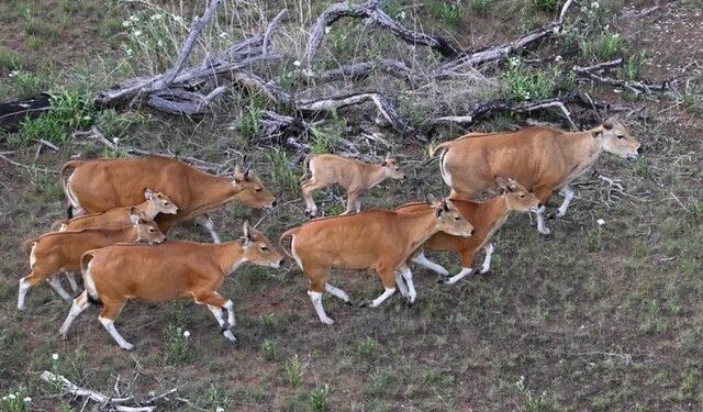 Operațiune spectaculoasă în Cambodgia: 16 bantengi salvați din pădurile amenințate și mutați cu elicopterul într-o rezervație naturală