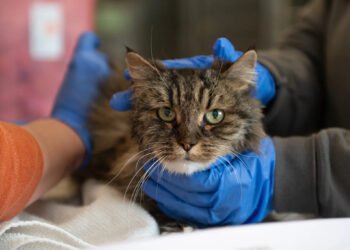 Supraviețuire miraculoasă după o cădere de 115 metri în Canionul Bryce