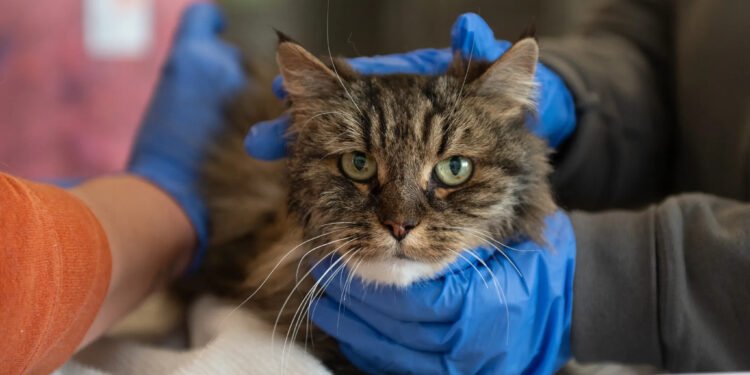 Supraviețuire miraculoasă după o cădere de 115 metri în Canionul Bryce