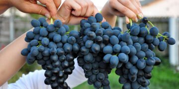 SUA anulează un grant de 6 milioane de dolari destinat Moldovei