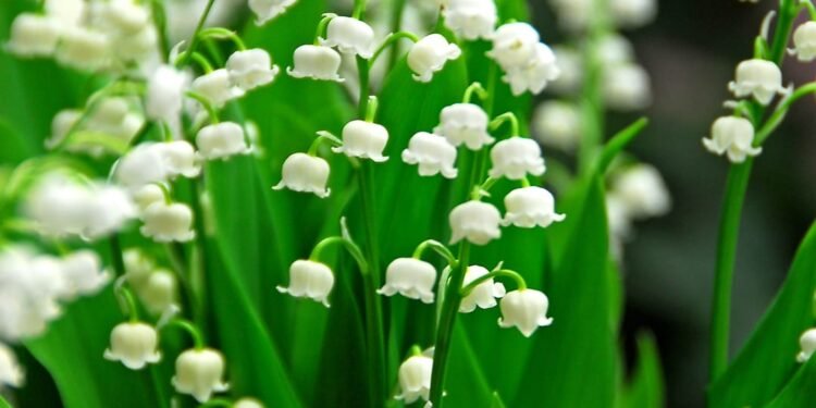 Otrava de la nunțile regale