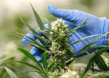 Thailanda spune STOP „freneziei verzi”: Canabisul, din nou restricționat!