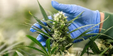 Thailanda spune STOP „freneziei verzi”: Canabisul, din nou restricționat!