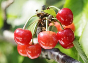 I-au furat cireșele. De ce sunt speciale!