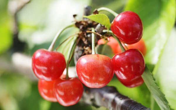 I-au furat cireșele. De ce sunt speciale!