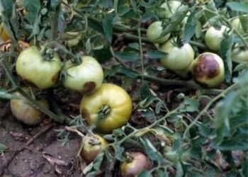 De ce se înnegresc roșiile și cum putem preveni acest fenomen