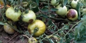 De ce se înnegresc roșiile și cum putem preveni acest fenomen