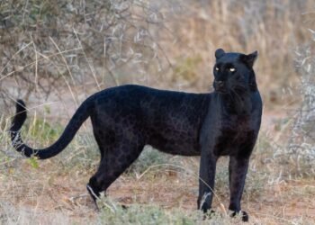 Panteră neagră, căutată la granița Bulgariei cu România
