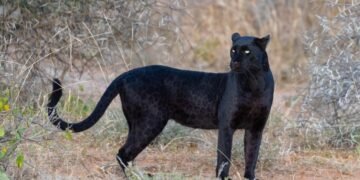 Panteră neagră, căutată la granița Bulgariei cu România