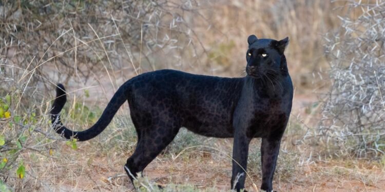 Panteră neagră, căutată la granița Bulgariei cu România