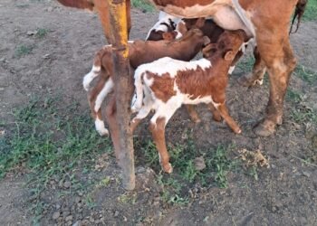 Văcuța unui fermier din Gorj a fătat patru viței