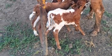 Văcuța unui fermier din Gorj a fătat patru viței