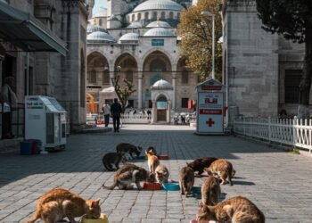 🐾 Pisicile din Istanbul – cetățeni de onoare, suflete urbane și spirite ocrotitoare