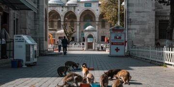 🐾 Pisicile din Istanbul – cetățeni de onoare, suflete urbane și spirite ocrotitoare