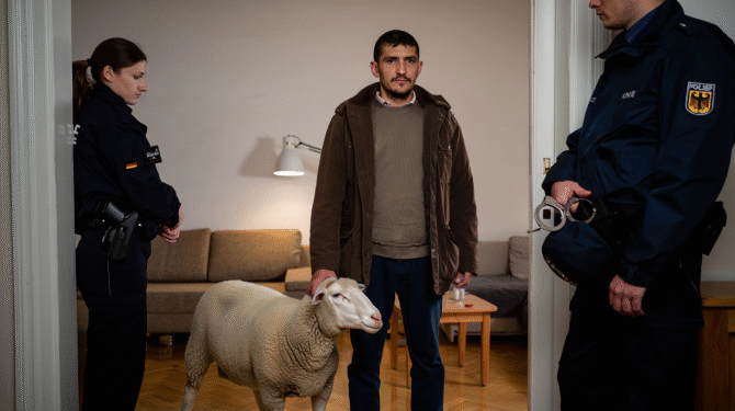 Românul care a furat trei oi dintr-un parc din Berlin, ca să le mănânce