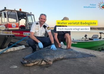 Un somn de 90 kg a atacat mai mulți oameni într-un lac din Bavaria