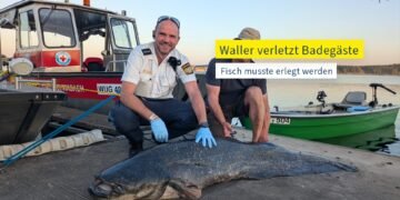 Un somn de 90 kg a atacat mai mulți oameni într-un lac din Bavaria