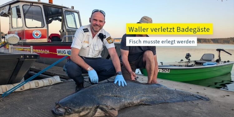 Un somn de 90 kg a atacat mai mulți oameni într-un lac din Bavaria