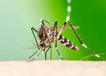 Alertă sanitară: Virusul transmis de țânțarul negru se răspândește rapid