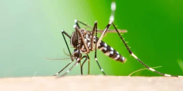 Alertă sanitară: Virusul transmis de țânțarul negru se răspândește rapid