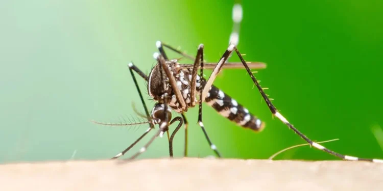 Alertă sanitară: Virusul transmis de țânțarul negru se răspândește rapid