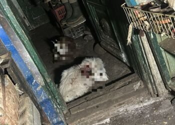 Ied mâncat de urs într-o gospodărie