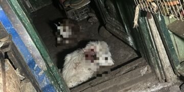 Ied mâncat de urs într-o gospodărie