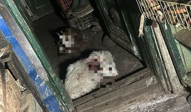 Ied mâncat de urs într-o gospodărie