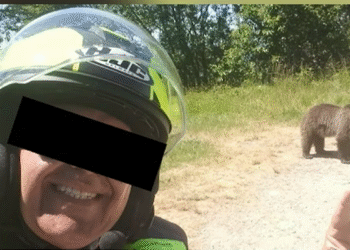 Turist ucis de ursoaica pe care o fotografia