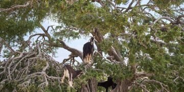 Arganul marocan și criza ecologic socială