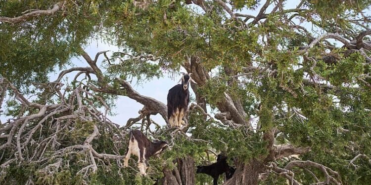 Arganul marocan și criza ecologic socială