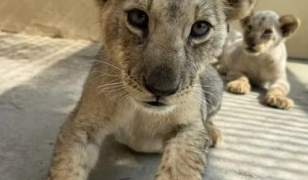 Cât costă să bei un ceai lângă un pui de leu