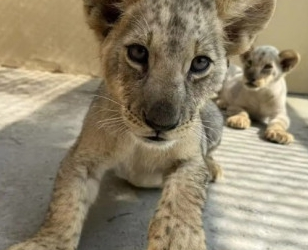 Cât costă să bei un ceai lângă un pui de leu