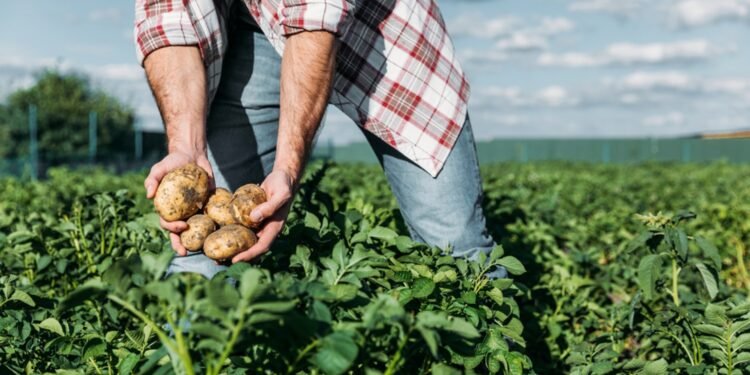 Fonduri de până la 2 milioane € pentru legumicultori și cultivatorii de cartofi