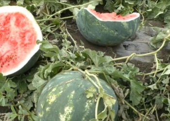 Cultură de pepeni distrusă de o turmă de oi în mai puțin de 30 de minute