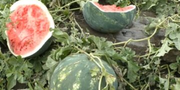 Cultură de pepeni distrusă de o turmă de oi în mai puțin de 30 de minute