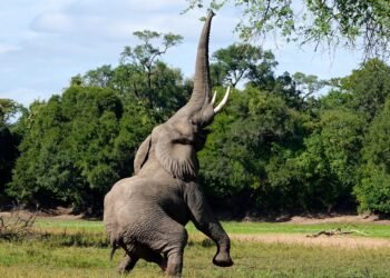 Zambia: Două turiste ucise de un elefant în timpul unui safari