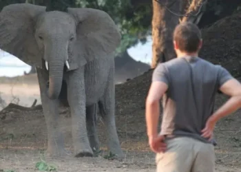 Tragedie în Africa de Sud: Proprietarul unei celebre rezervații de vânătoare, ucis de elefanții pe care îi iubea