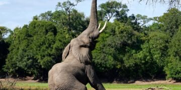 Zambia: Două turiste ucise de un elefant în timpul unui safari