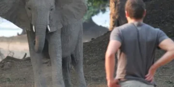 Tragedie în Africa de Sud: Proprietarul unei celebre rezervații de vânătoare, ucis de elefanții pe care îi iubea