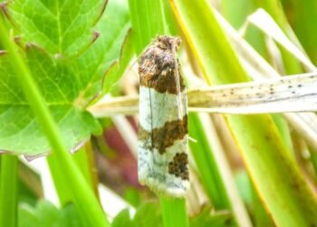 O molie considerată dispărută în Anglia de peste 70 de ani, redescoperită întâmplător de o ecologistă