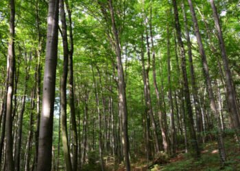 Dispar zeci de direcții silvice și sute de directori