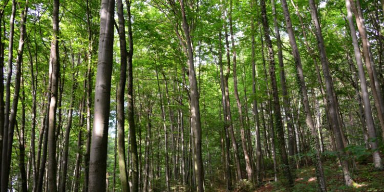 Dispar zeci de direcții silvice și sute de directori