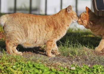 Pisicile bobtail din Nagasaki: comori vii ale Japoniei și simboluri de noroc