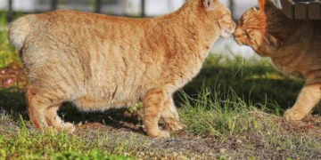 Pisicile bobtail din Nagasaki: comori vii ale Japoniei și simboluri de noroc