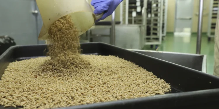 SUA vor arunca miliarde de muște sterile din avioane pentru a opri un vierme mâncător de carne