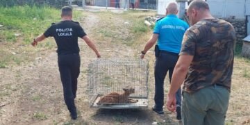 Un vizitator neașteptat în curtea unui localnic din Runcu – Gorj