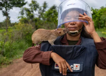 Șobolanii care salvează vieți: Rozătoarele uriașe din Africa ajută la curățarea minelor din Cambodgia