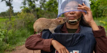Șobolanii care salvează vieți: Rozătoarele uriașe din Africa ajută la curățarea minelor din Cambodgia